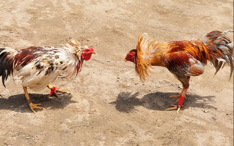 Tips Ampuh Menang Taruhan Sabung Ayam Online untuk Pemula