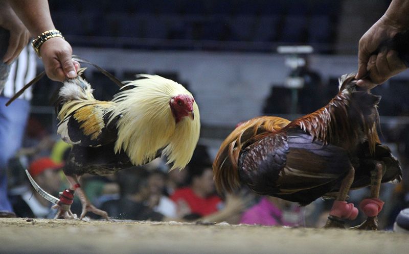 TRIAD4D : LINK LOGIN BANDAR LIVE SABUNG AYAM RESMI BEBAS ARENA POPULER