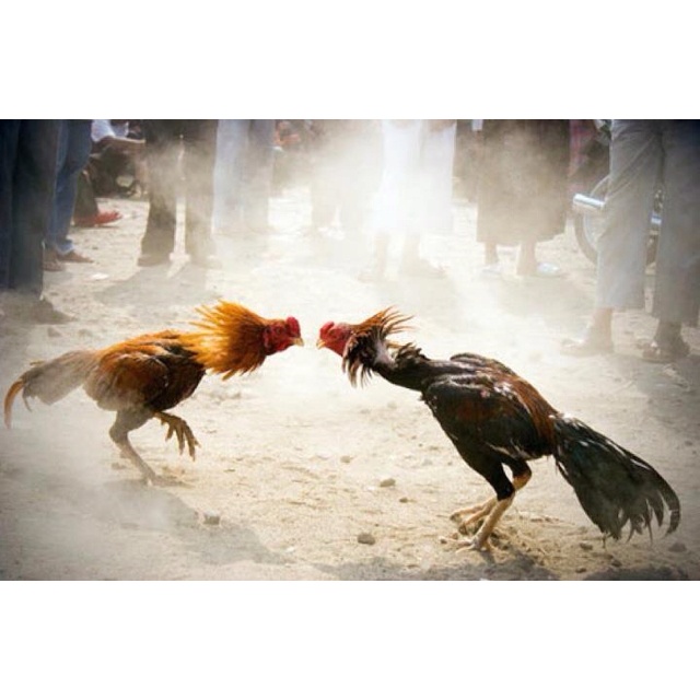 Emas69 Sabung Ayam Digital Live: Aksi Arena Nyata dengan Teknologi Streaming Real-Time