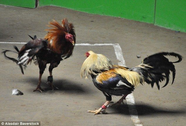Triadtoto Sabung Ayam Online: Strategi Taruhan Modern dan Teknologi Live Streaming Real-Time